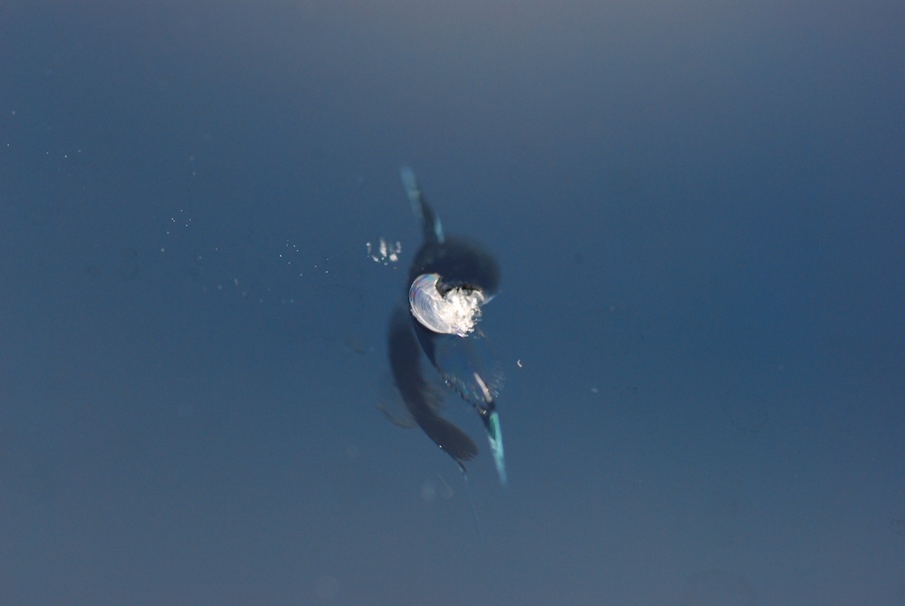 ペアガラスは1枚だけの交換はできない